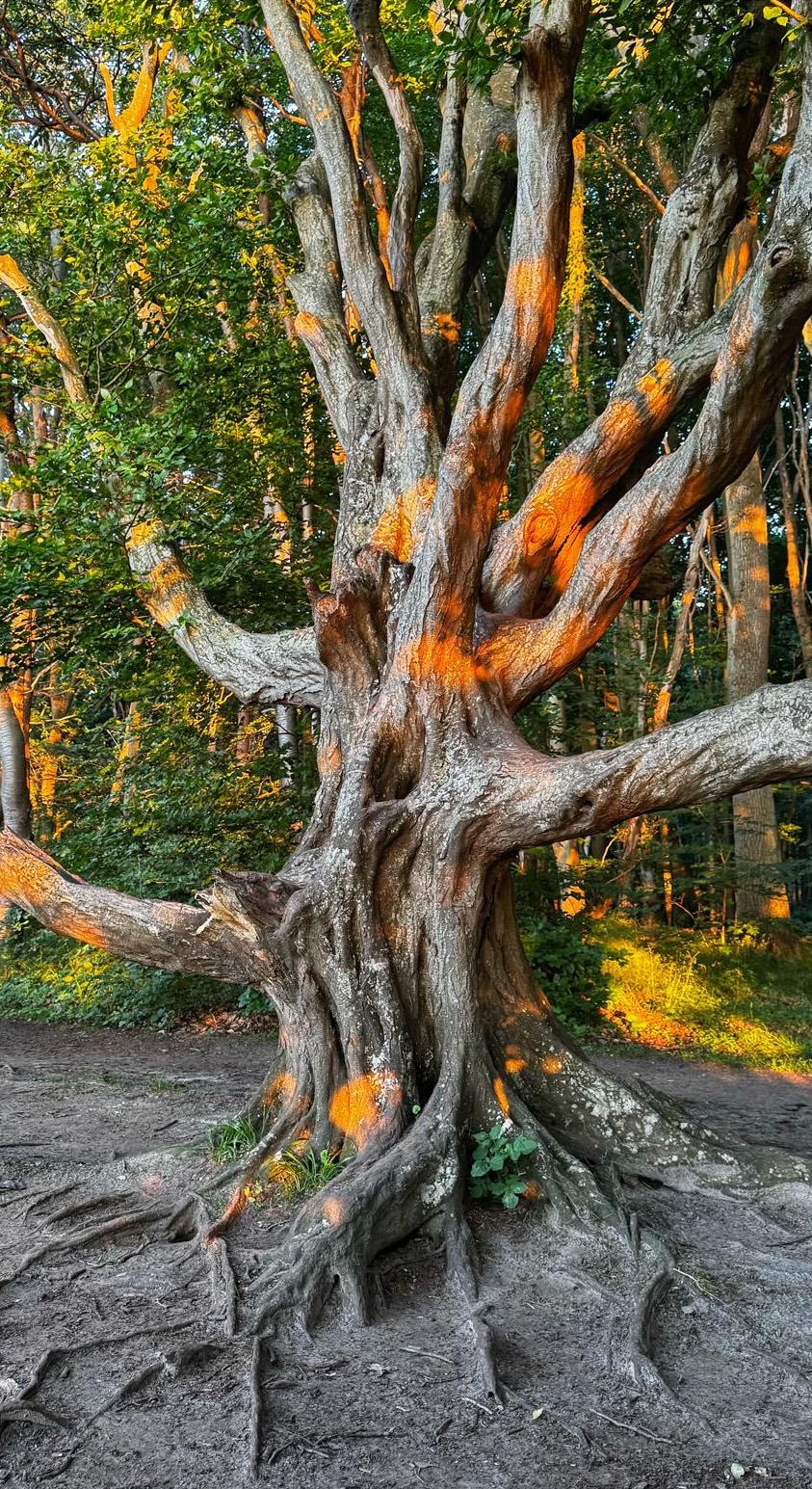 Alter Baum in der Abendsonne