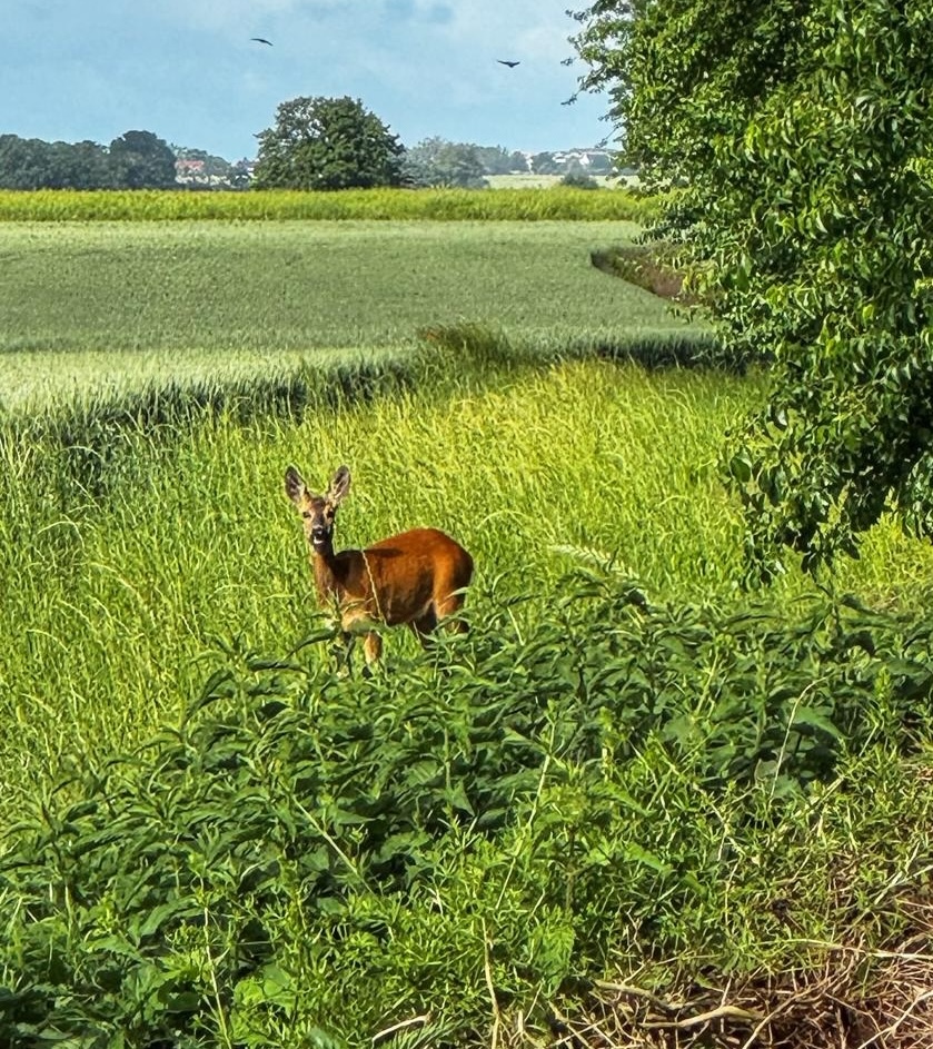 Reh auf der Weide