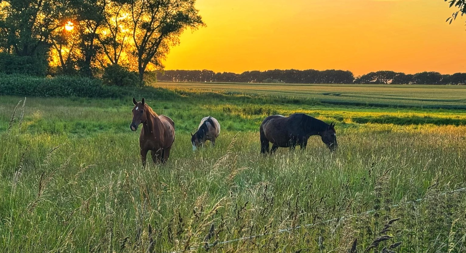 Pferde auf der Koppel im Abendlicht