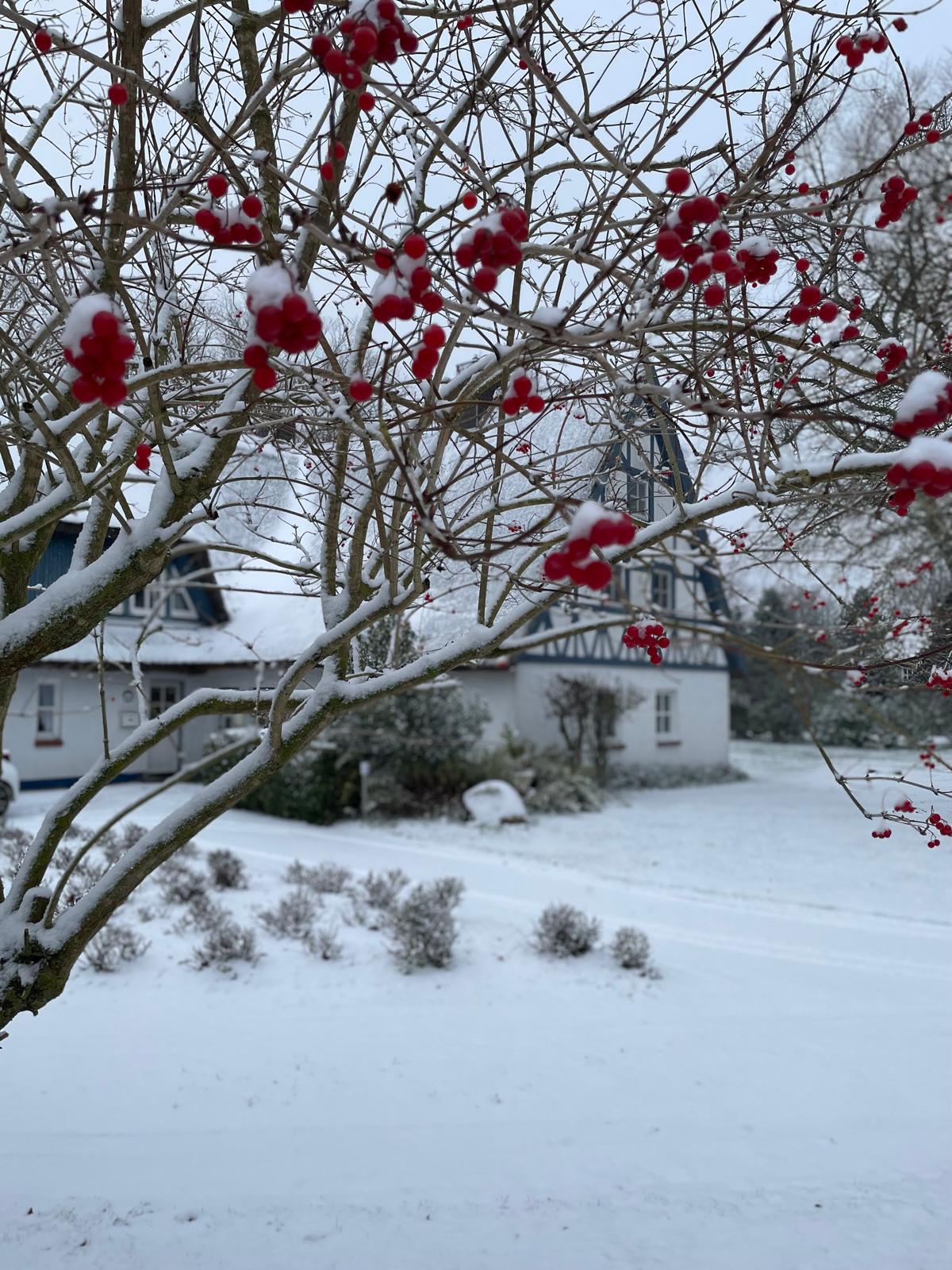 Reetdachhaus im Schnee